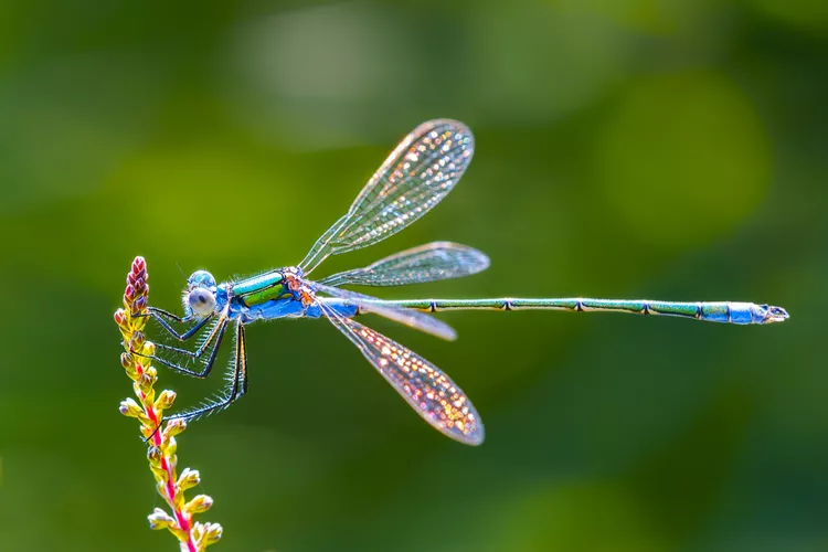 Dragonfly on the Đetinja riverbank